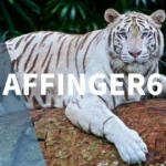 AFFINGER6でプロフィールカードが表示されない時の解決法