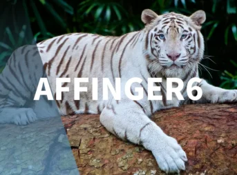 AFFINGER6でプロフィールカードが表示されない時の解決法